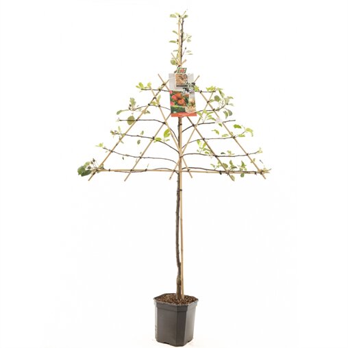 Lei appelboom 'Elstar'